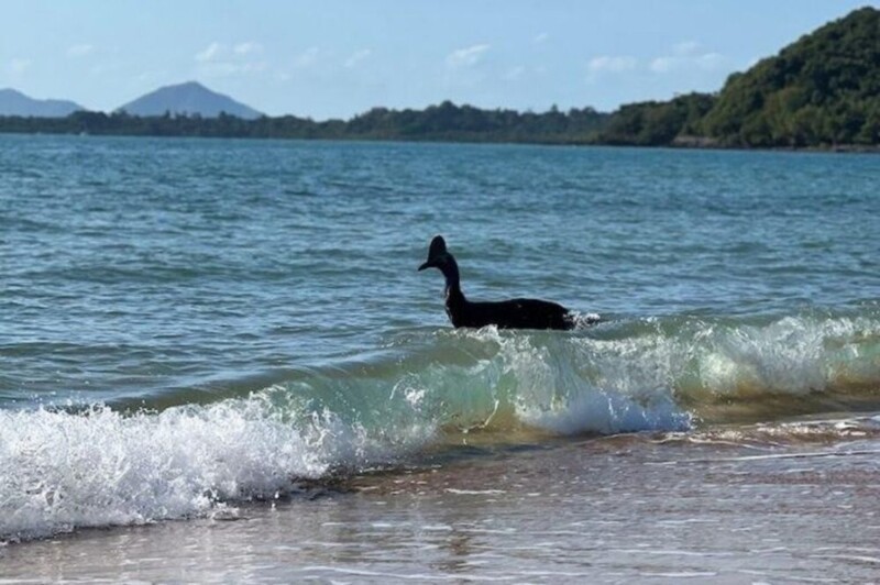 В Австралии заметили самую опасную птицу в мире. Она вышла из океана