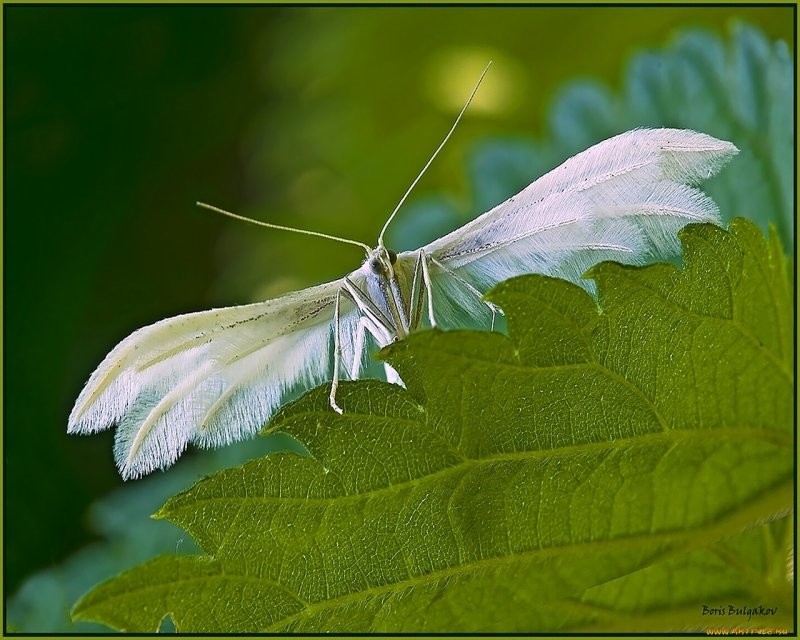 Бабочка с пальцами, которая выглядит как веер с лапками