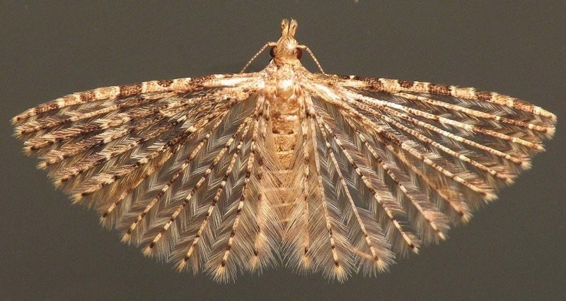 Бабочка с пальцами, которая выглядит как веер с лапками