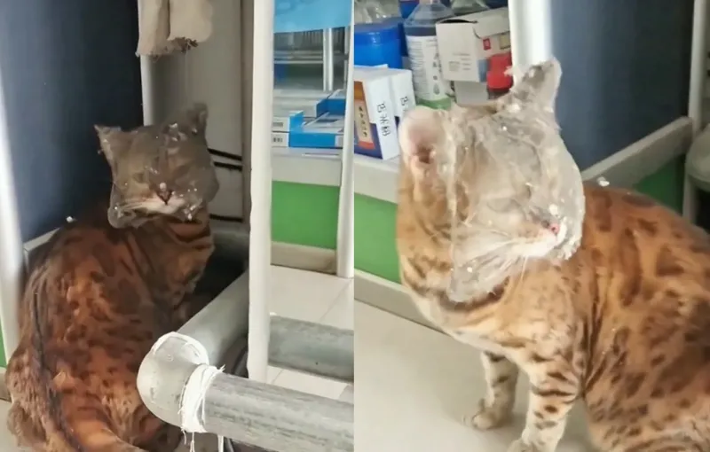 «Пора достать пылесос»: кот показал, что в аптеке срочно нужна уборка