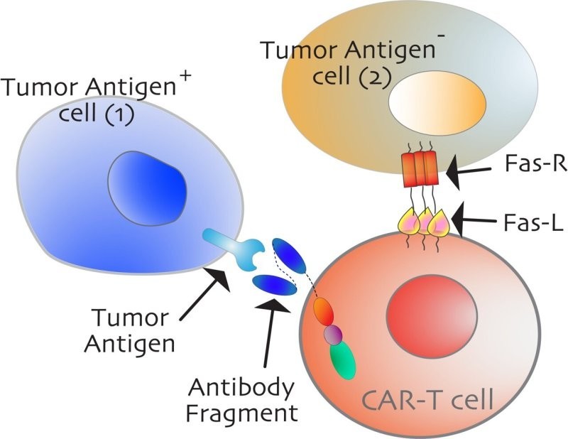 "Выключатели" активируются нужным антителом, запуская процесс  гибели раковой клетки