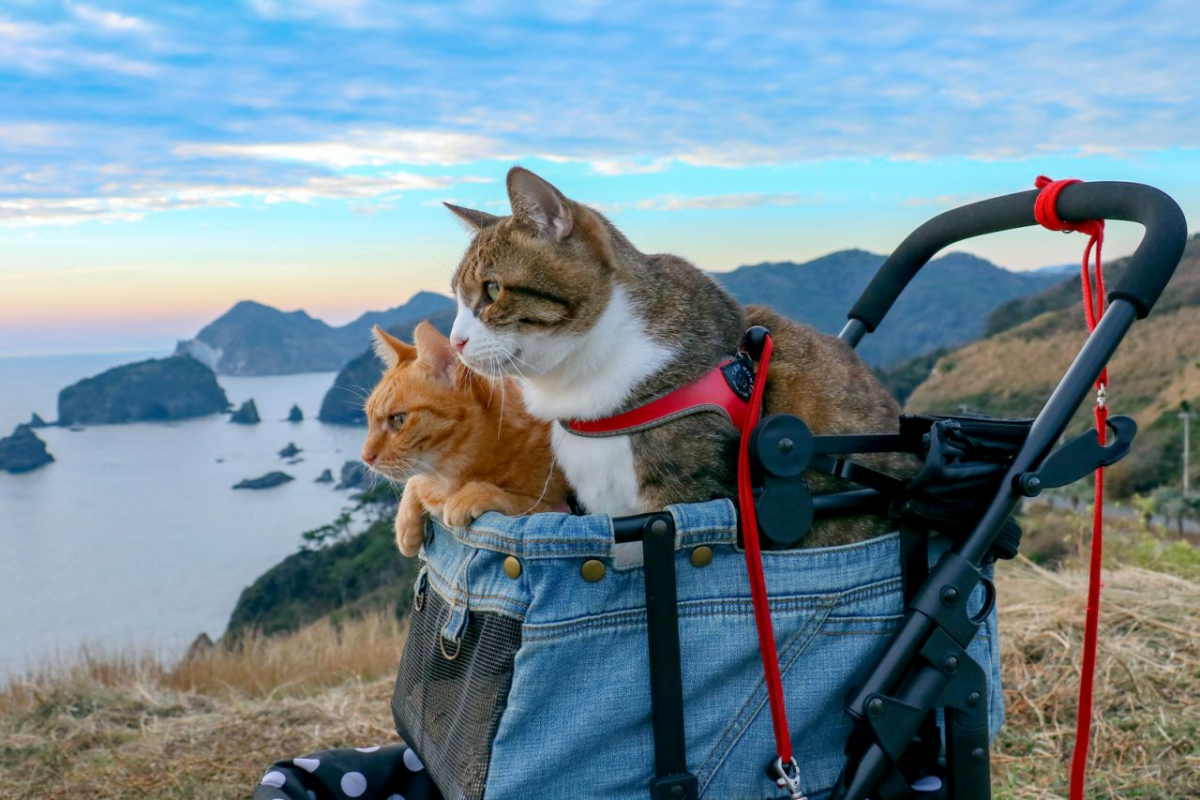 Коты путешественники. Кот путешественник. Котенок путешественник. Путешествие с кошкой. Отправиться навстречу приключениям