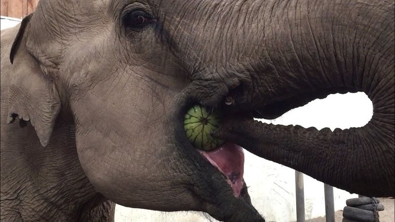 Большие и умные: почему мы любим слонов