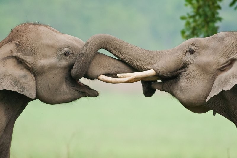 Большие и умные: почему мы любим слонов