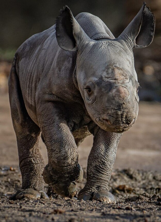 Радость дня: в Англии родился редчайший носорог
