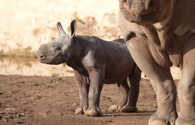 Радость дня: в Англии родился редчайший носорог