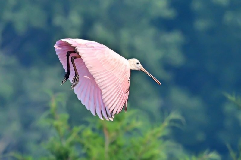 Розовая колпица: килограмм перьев за 100 000$