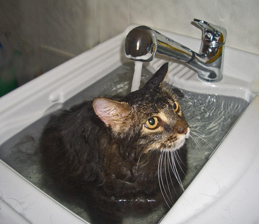 Котик в ванне. Кот купается. Кошка моется. Кот в раковине купается. Котик в ванной.