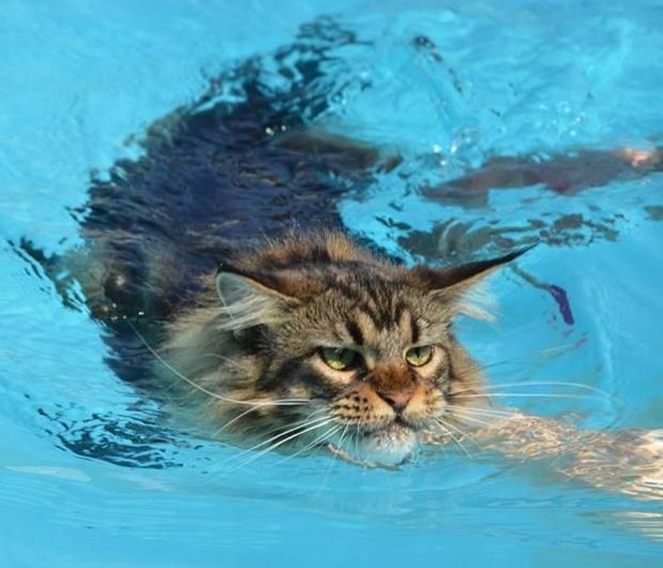 Люблю водичку. Мейн-кун. Мокрый Мейн кун. Мейн кун и вода. Котик плавает.