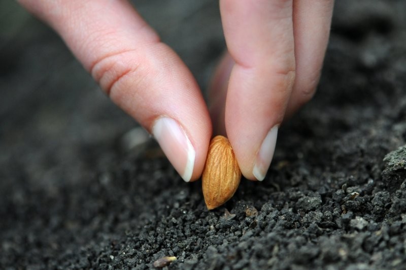 8 интересных фактов о семенах растений