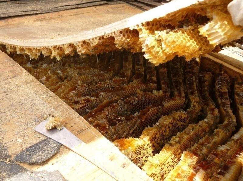 7. Гигантский пчелиный улей под крышей