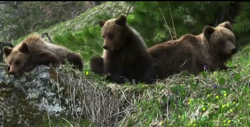В Алтайском биосферном заповеднике засняли медведицу во время кормления малышей