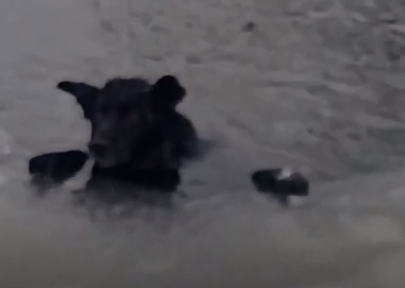 Жительница Владимирской области провела целую спасательную операцию по спасению бродячего пса