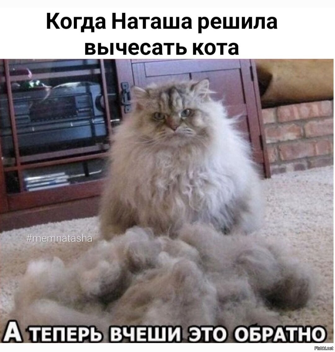 Кошка много шерсти. А теперь вчеши это обратно. Вчеши обратно кот. Куча кошачьей шерсти. Приколы про кошачью шерсть.