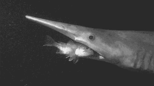 Акула-домовой: жуткий обитатель морских глубин