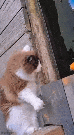 Охотится или заигрывает?