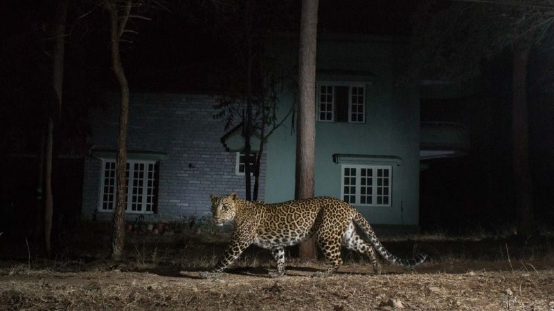 2-е место в категории "Человек и природа": "Для леопардов нет места", Прутви Б, Индия