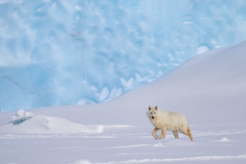 Категория "Млекопитающие": "Волк и айсберг", Кристоф Васселин, Люксембург