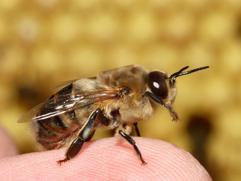 11. Пчелиный оргазм