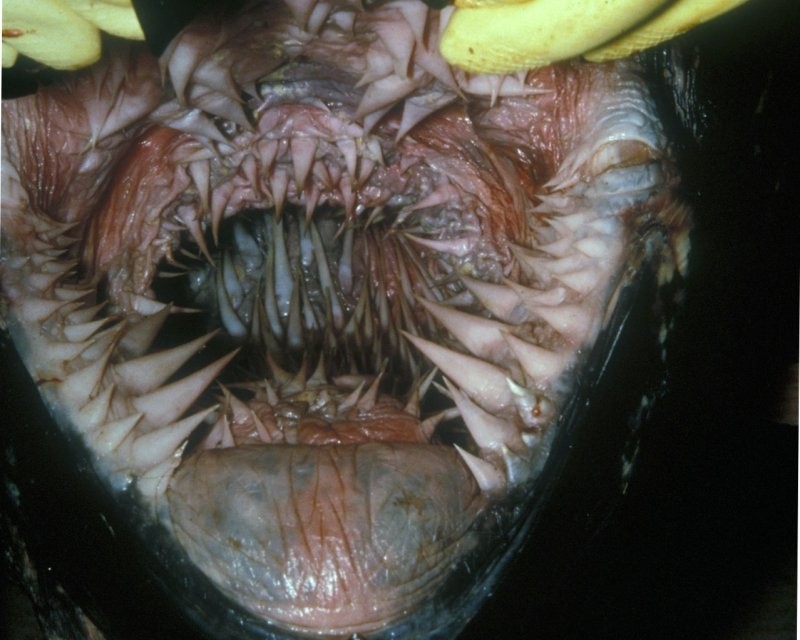 15. Ротовая полость кожистой черепахи