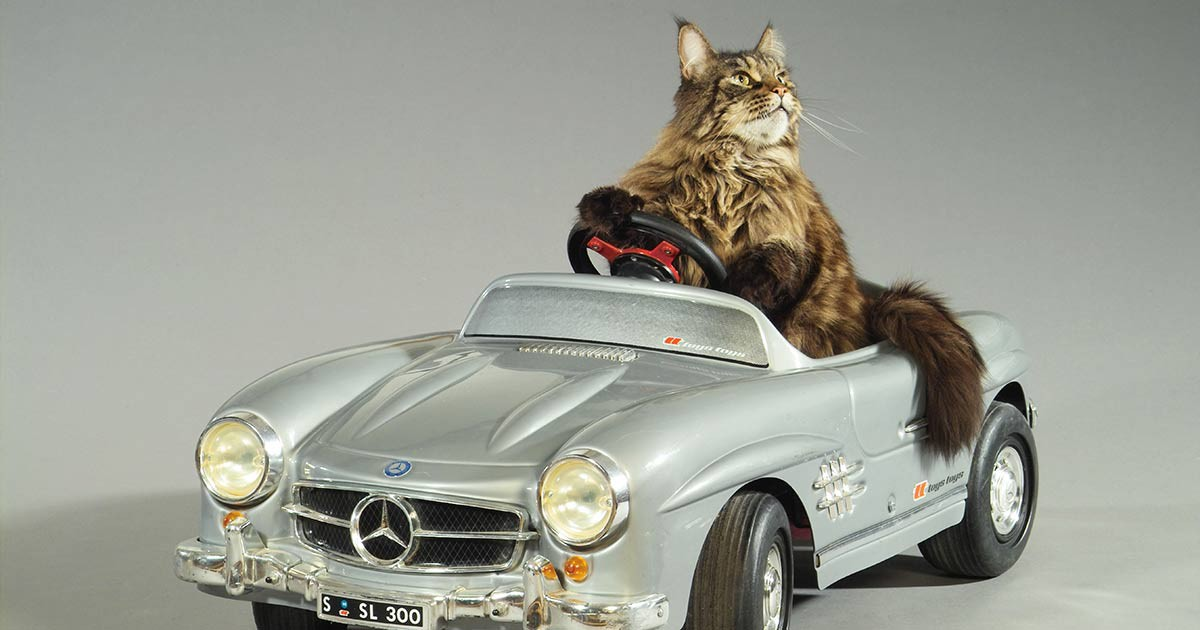 Ну гоняй. Кот в машине. Кошачий автомобиль. Котик в машинке. Кошечка в машинке.