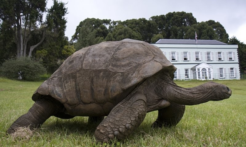 Черепаха Джонатан стала самым старым существом на земле, отметив свой 191 день рождения