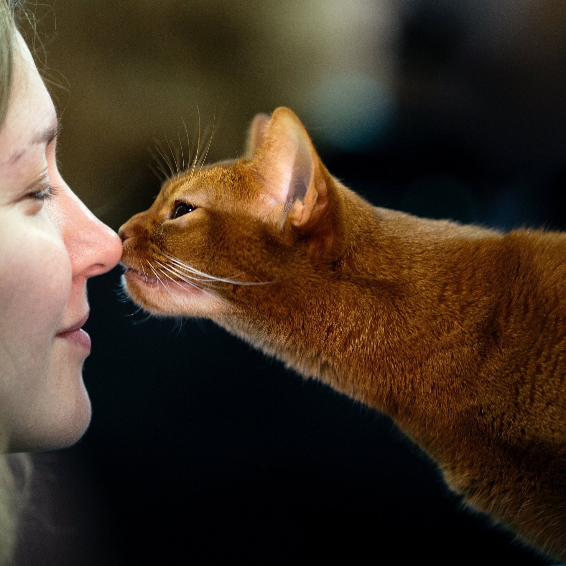 Женщина любит животных. Чел с котом. Коты и люди.