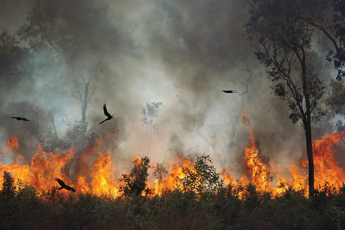 Природа гибнет. Животные бегут от пожара. Пожар в лесу. Животные бегут от пожара в лесу. Пожар Лесной животные.