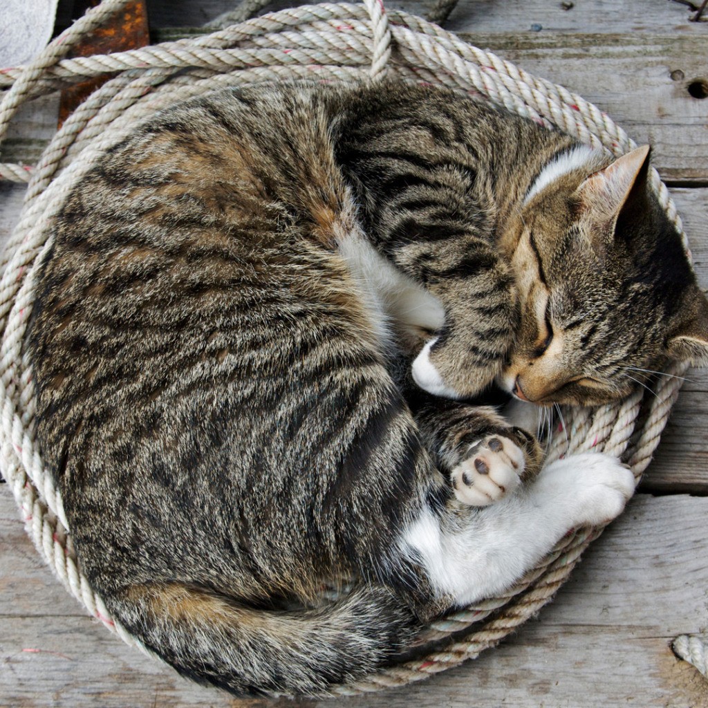 Почему животные спят клубком. Кот клубочком. Спящий кот клубочком. Котенок с клубочком.
