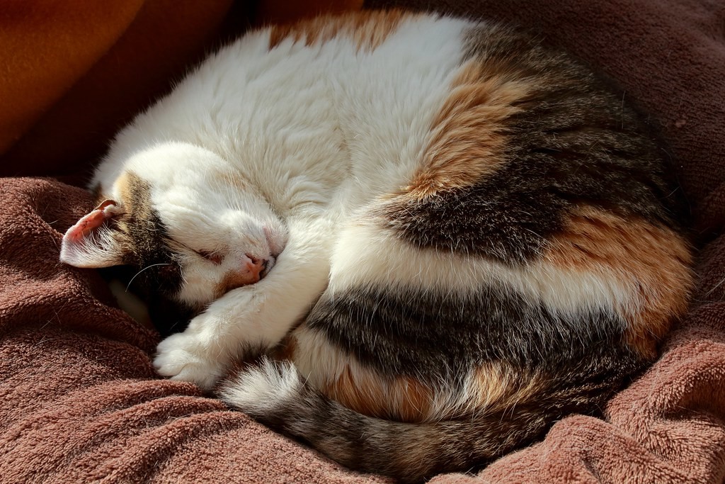 Почему животные спят клубком. Спящий кот. Спящие кошки.
