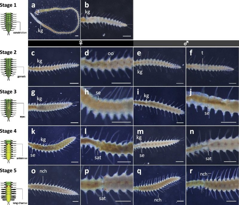 Эволюция, прекрати: задняя часть морского червя отдельно от хозяина ищет любви