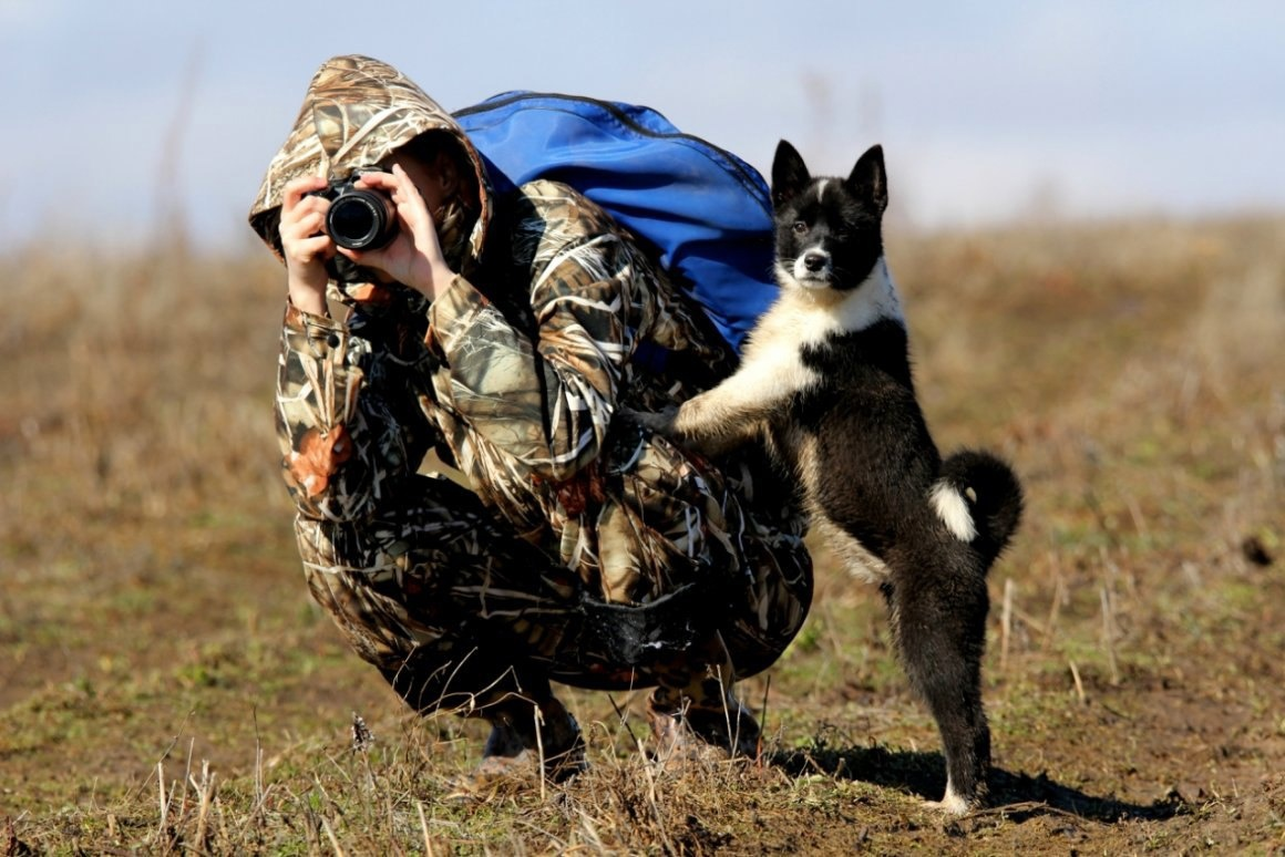 Русско-европейская лайка: маленькая и жизнерадостная собака, способная навсегда изменить жизнь городского жителя