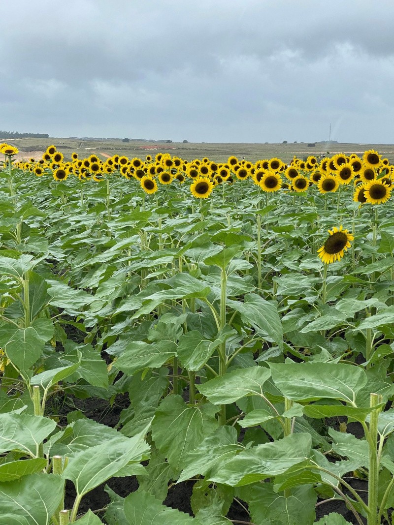 Всё вразнобой 
