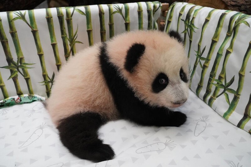Малышка-панда из Московского зоопарка научилась стоять на четырех лапах⁠⁠