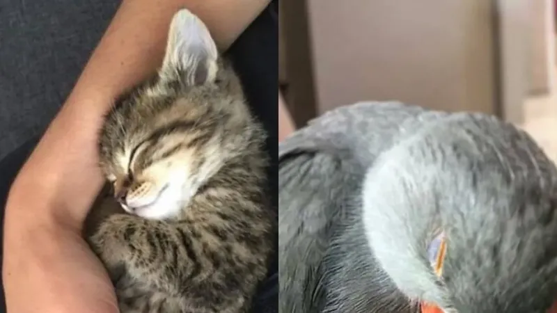 Спящие кошки - это полный релакс. 12 милых и смешных фото