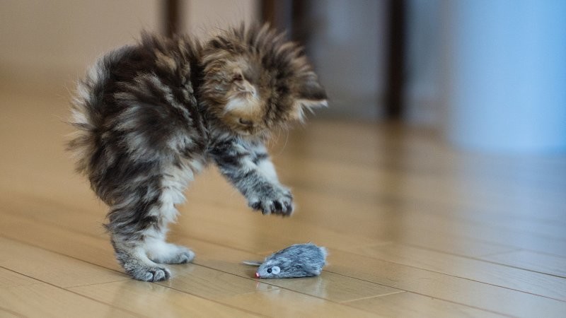 Учёные выяснили, что кошки манипулируют со своими хозяевами, заставляя их играть