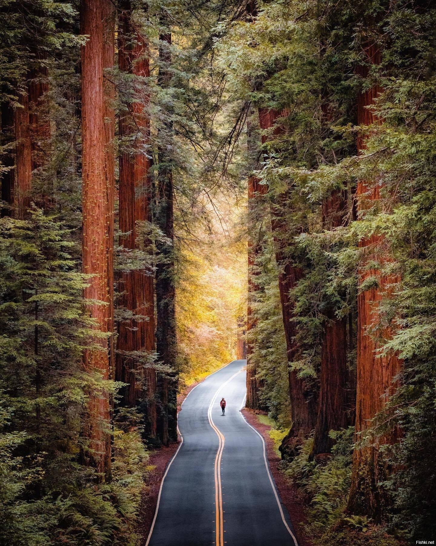 Дорога в красивом лесу. Национальный парк Секвойя Калифорния. Парк Редвуд Калифорния. Национальный парк «Редвуд» в Калифорнии. Парк секвойи в Калифорнии.