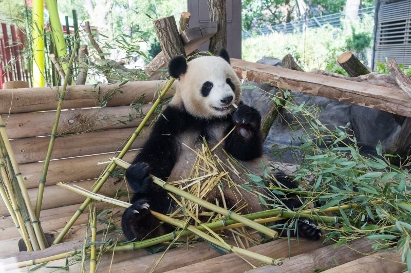 В Московском зоопарке малышка большой панды делает первые шаги и пробует твёрдую пищу