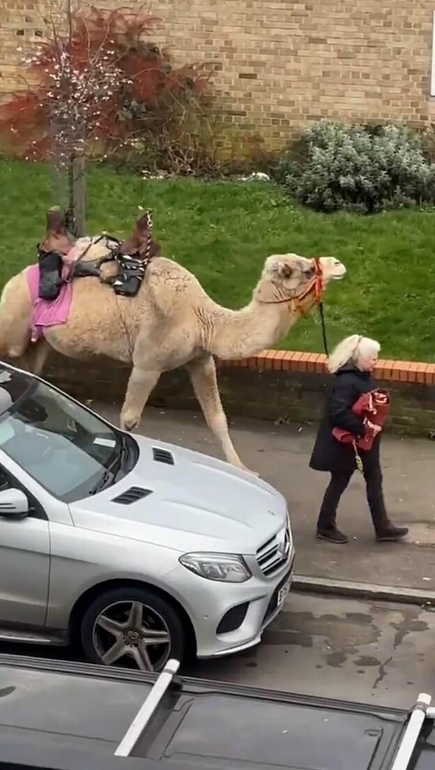 Жительница Лондона прогулялась по улицам с верблюдом