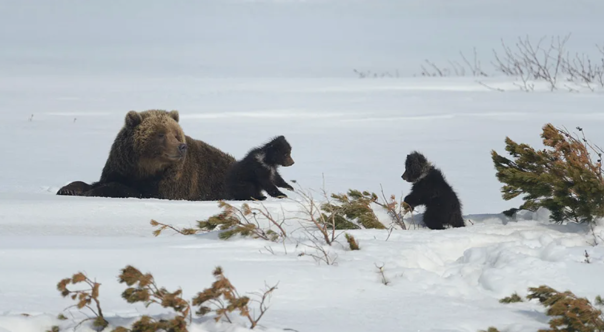 Когда просыпаются медведи в сибири. Медведица с медвежатами зимой. Медведица с медвежатами весной. Камчатка медведи.