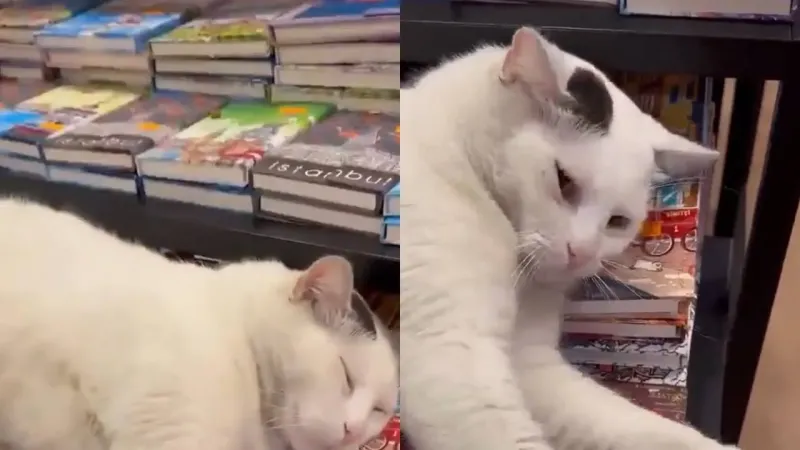 Кот не даёт женщине взять книгу в магазине