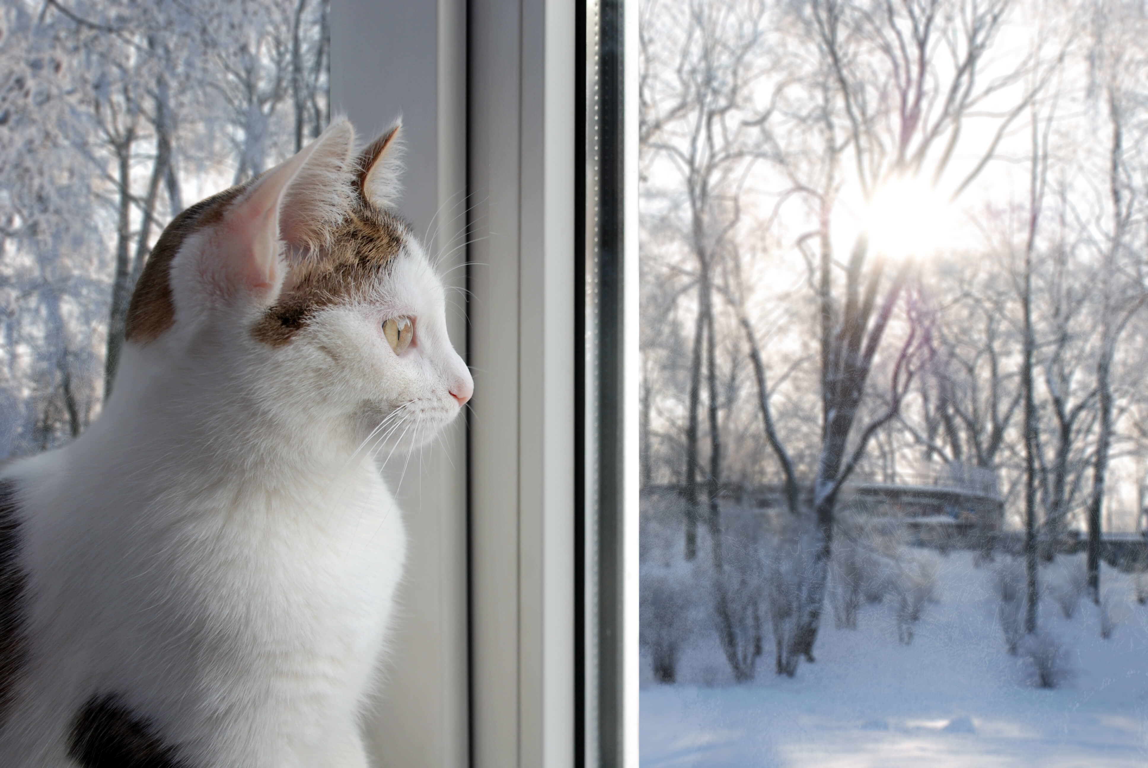Начинаем ждать весну. Пластиковые окна зима. Кошка на окне. Окно зимой. Кот выглядывает из окна.
