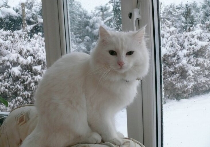 25.	Белый снег, белый кот
