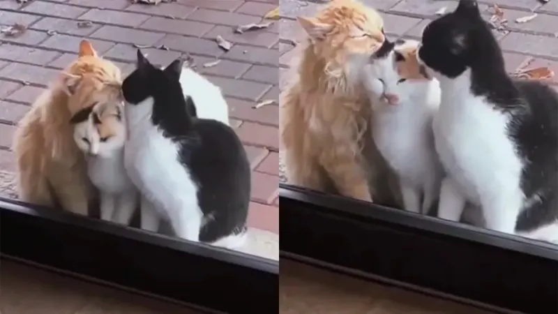 «Я тоже хочу!»: нахальная кошка напросилась на поцелуи