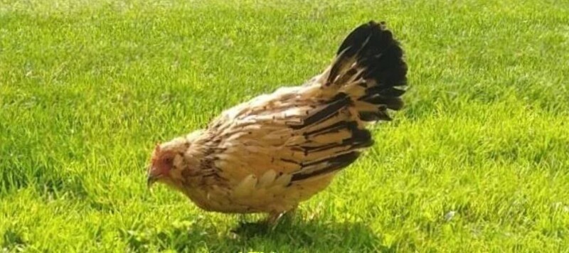 В Мичигане зафиксирована смерть курицы, которая считалась самой старой в мире
