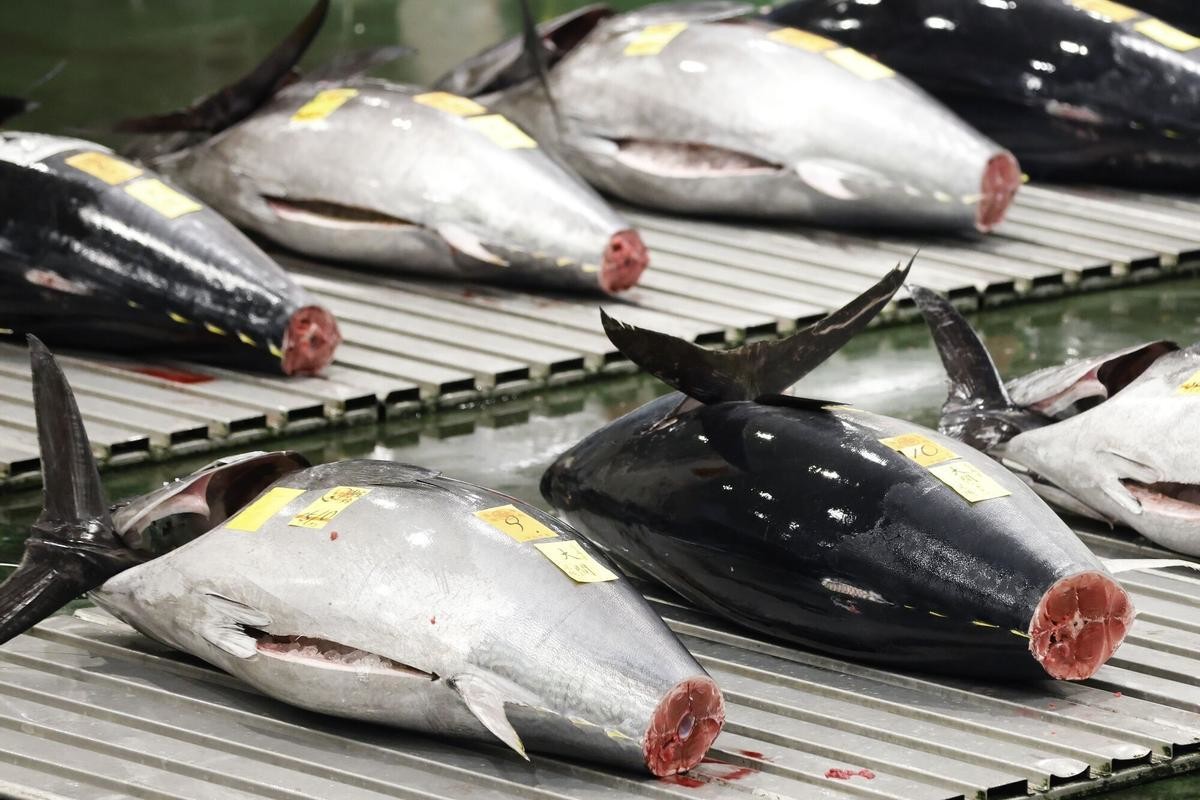 На первом в этом году аукционе гигантского тунца продали почти за