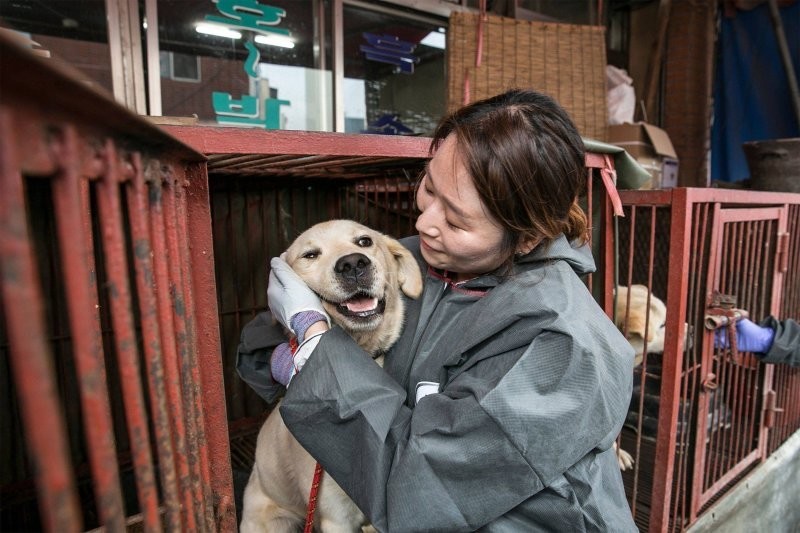 До трёх лет тюрьмы: в Южной Корее запретили собачье мясо