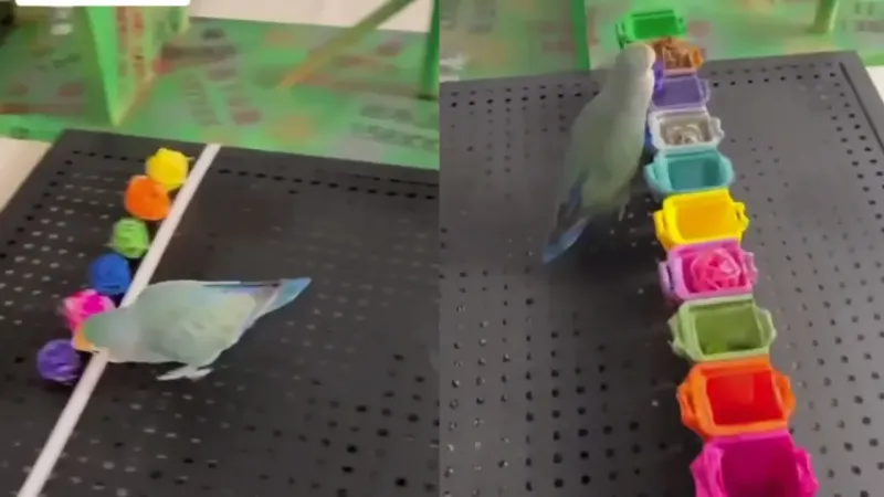 Смышлёный попугай разложил клубки по цветам