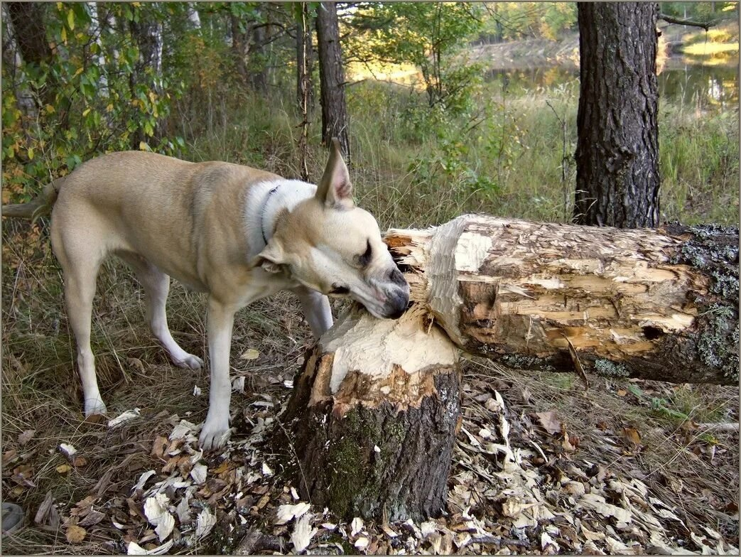 Голодная собака v x v. Собака обглодала дерево. Собака с палкой.