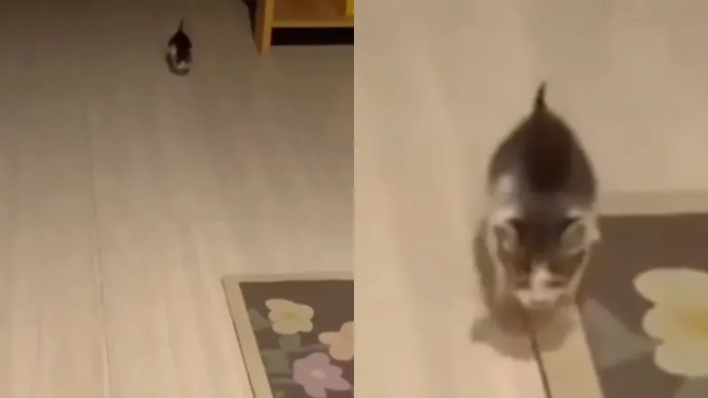 Котёнок встречает своего хозяина